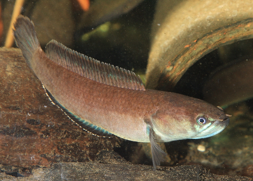 Adult female; aggressive mood
