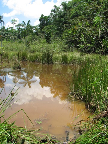 Habitat close to Iquitos, Loreto Region, Perú.