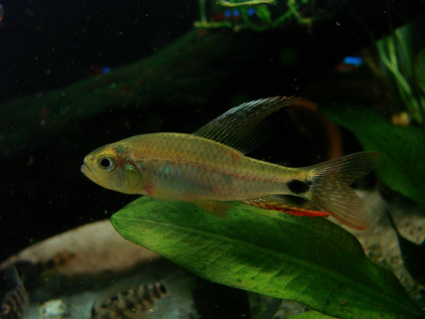 This species can vary considerably in colour pattern depending on where it was collected.