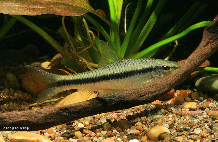 Adult specimen from Thailand.