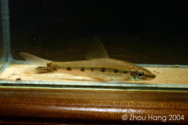 Specimen displaying stress colour pattern.