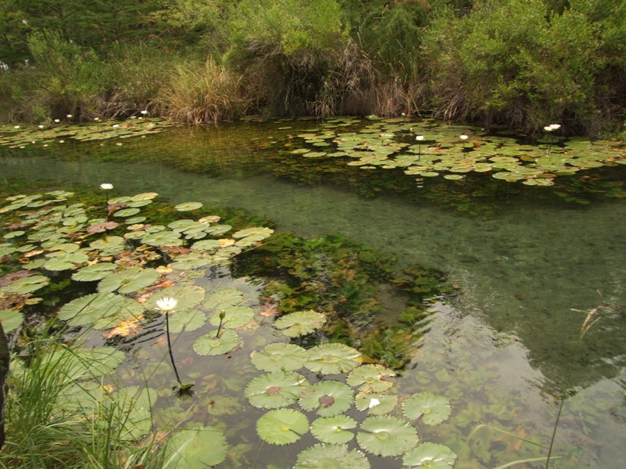 Habitat in the natural channel at Laguna de la Media Luna, San Luis Potosí state, Central Mexico.