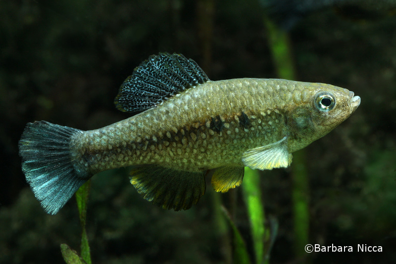 Adult male specimen; San Bartolo population.