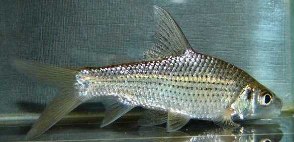 Subadult from the UK aquarium trade.