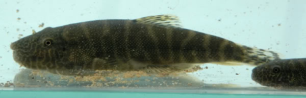 Freshly-collected mature specimen from the Sungai Kiminis, Sabah.