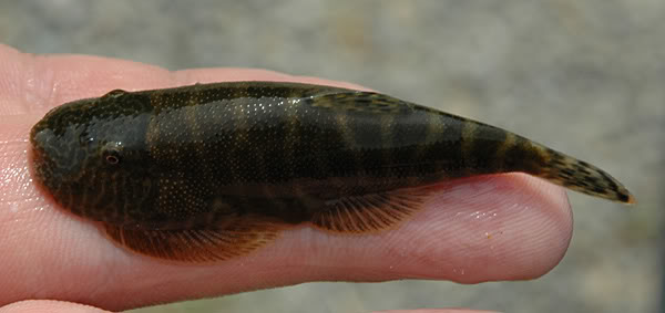 Mature specimen in the field; Sungai Kiminis.