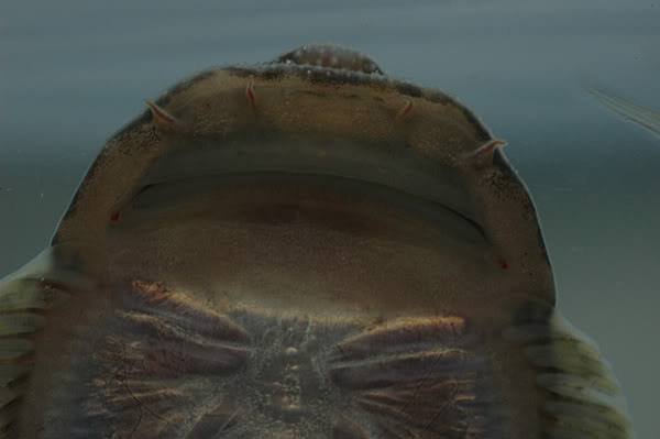 Detail of mouthparts; ventral view.