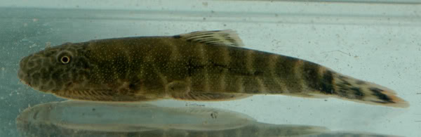 Adult specimen, freshly-collected from the Sungai Agudon, type locality of the species.