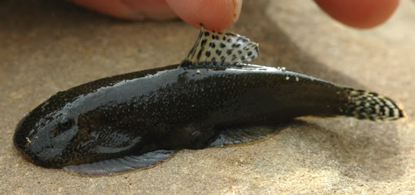 Live specimen in the field; Sungai Kiminis, Sabah.