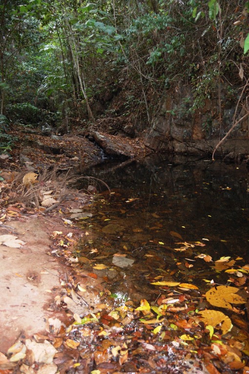 Habitat in Chanthaburi province, southern Thailand.