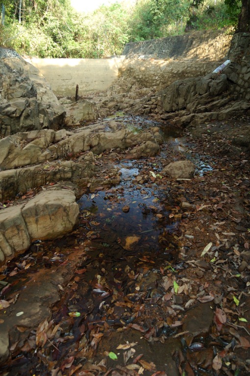 Dry season habitat in Chanthaburi province, southern Thailand.