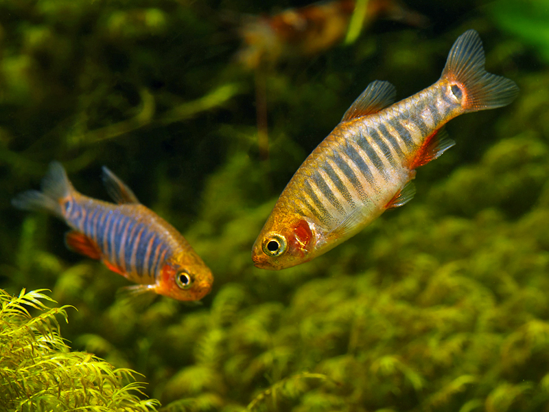 Adult pair; female front.