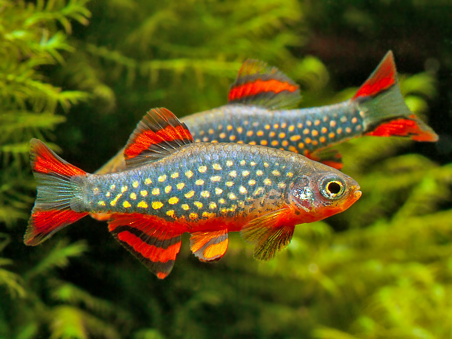Some males display a greater proportion of red pigmentation on the body and fins than others, and this intensifies during bouts of sparring.