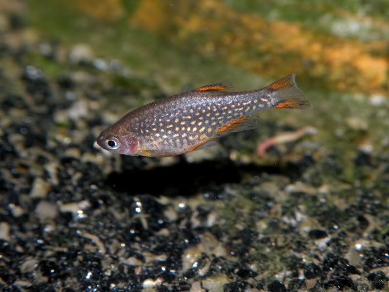 Adult female.