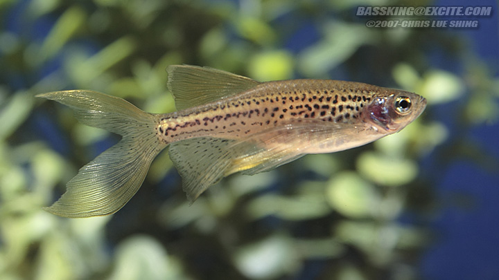 Long-finned, ornamental form of B. rerio var. frankei
