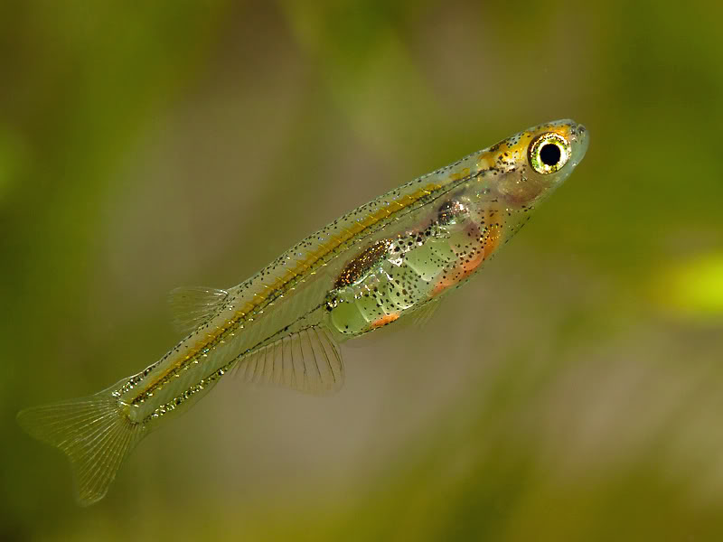 Adult female with eggs clearly visible within the body cavity.