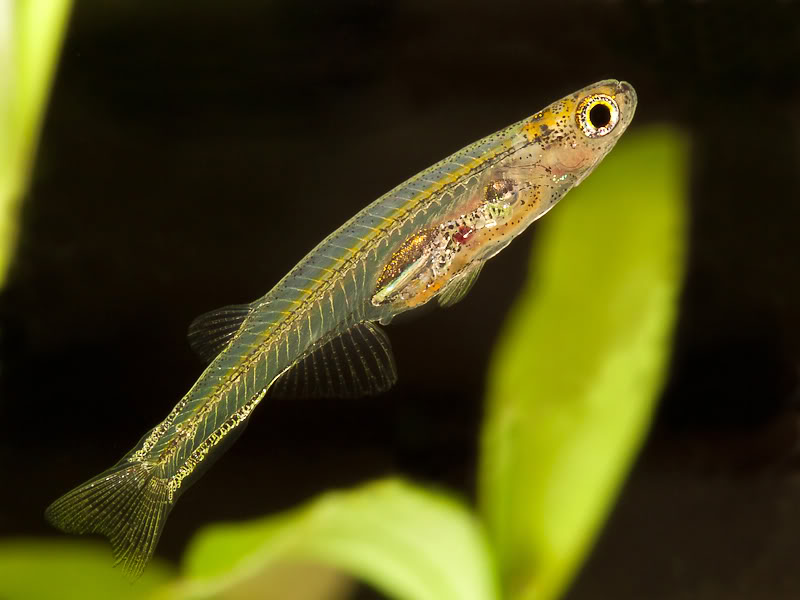 Another male...