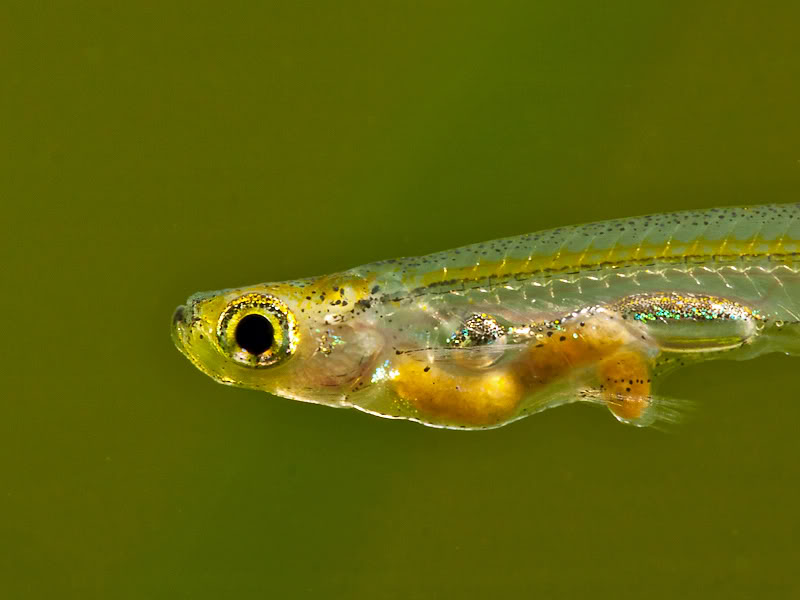 Detail of head and anterior portion of body.