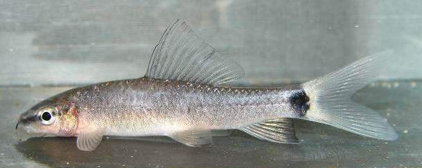 This unidentified, white-finned individual is possibly a sport of E. frenatum.