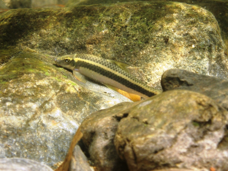 Specimen in its natural habitat, Chanthaburi province, eastern Thailand.