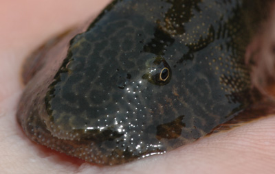 Head detail of mature specimens with tubercules present on secondary rostrum.