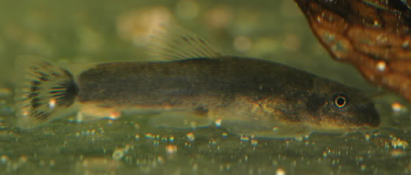 Juvenile specimen from the Sungai Kiminis.