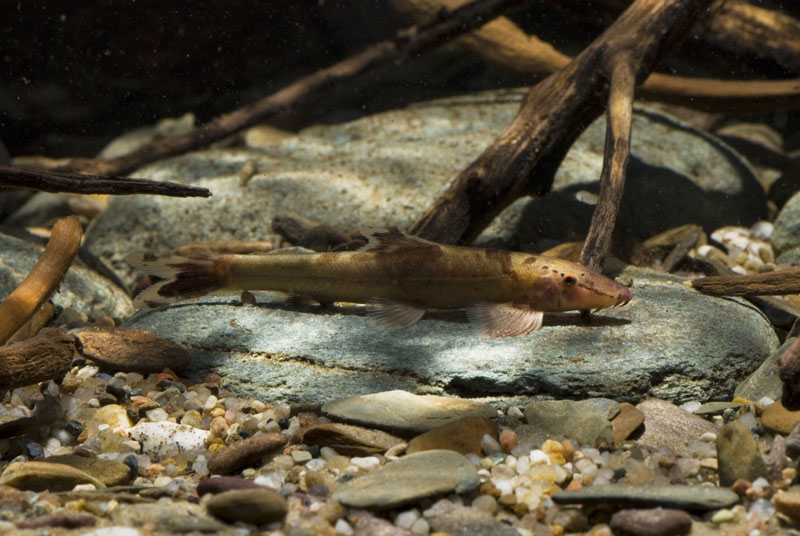 Patterning in this species is highly variable.