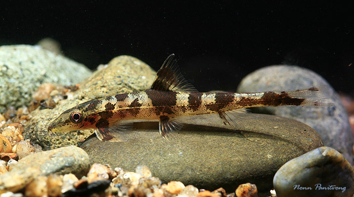 Specimen from southern Thailand.