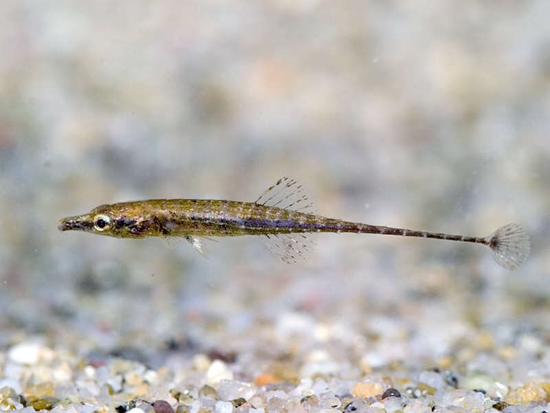 Specimen collected from Narathiwat province, southern Thailand.