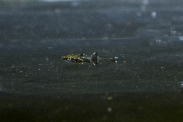Captive-bred fry.