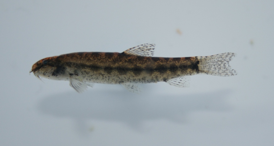 Preserved specimen from Terengganu state, northeastern Peninsular Malaysia.