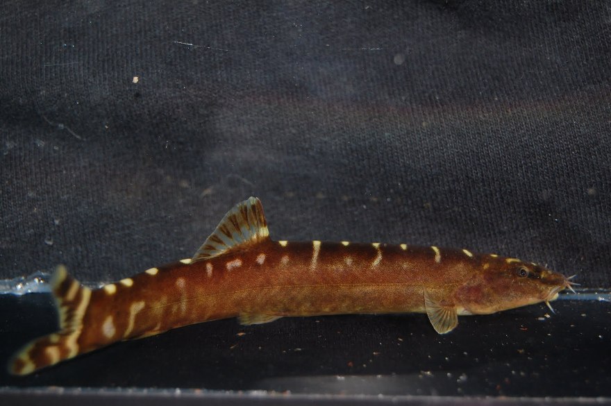 Specimen from the UK aquarium trade.
