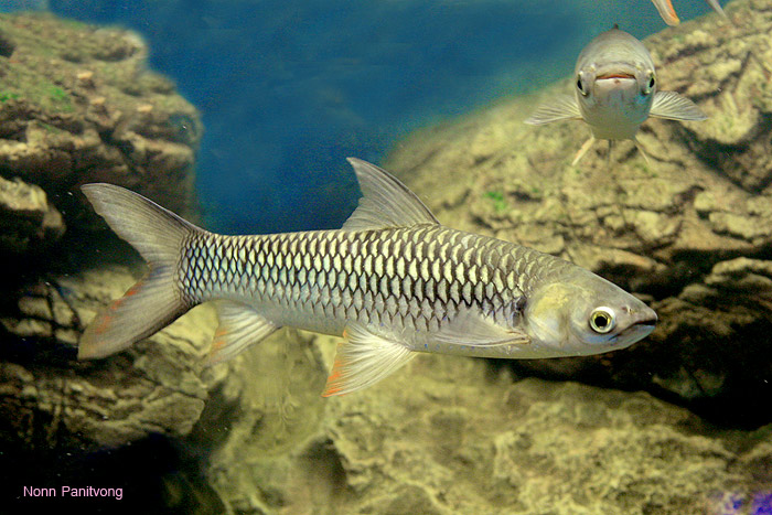 Subadult specimen from Thailand.