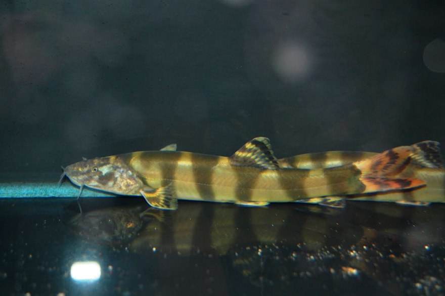 Juvenile from the UK aquarium trade.