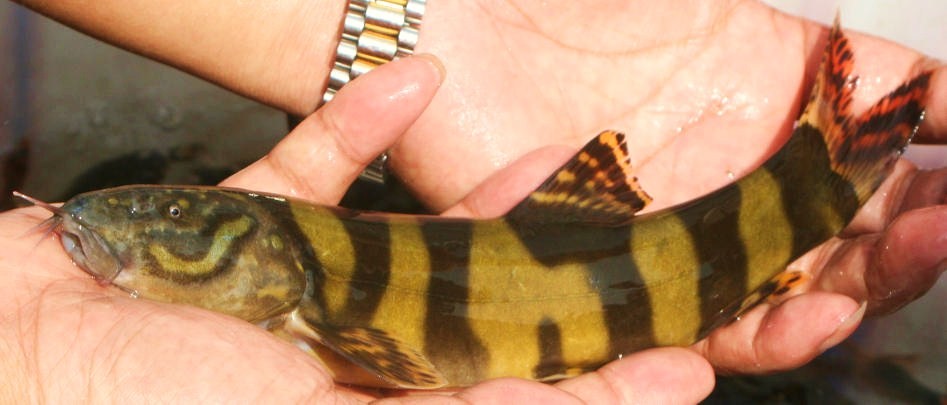 Subadult specimen.