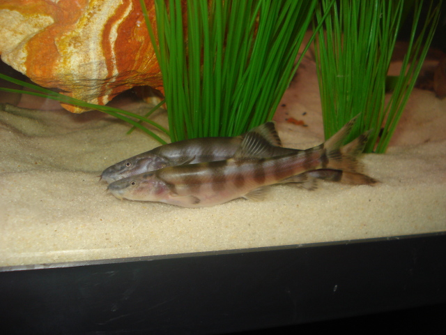 Juveniles are less-strongly-patterned.