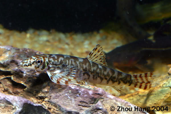 Specimen from Guangxi in the aquarium.