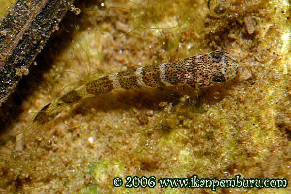 Juvenile specimen.