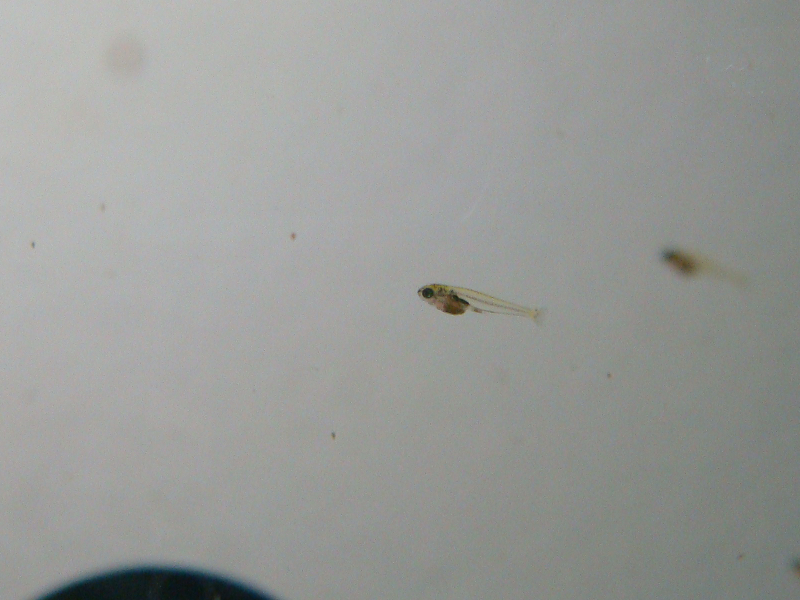 At 3 weeks of age fry can be viewed without the aid of magnification.
