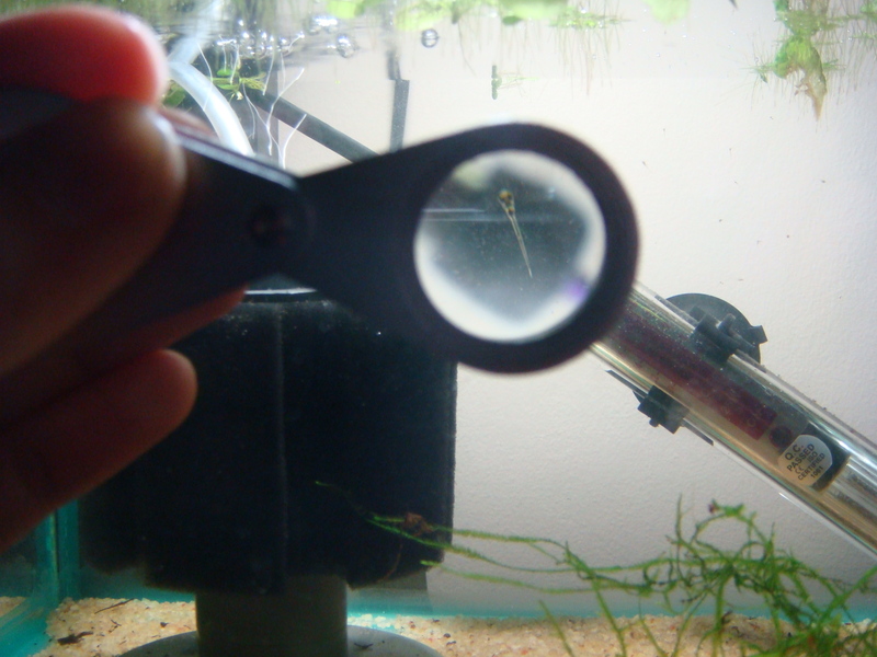 Fry after 4 days.