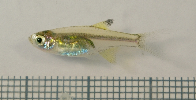 Another adult from the aquarium trade.
