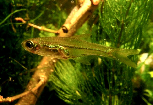 Adult, probably male, individual.
