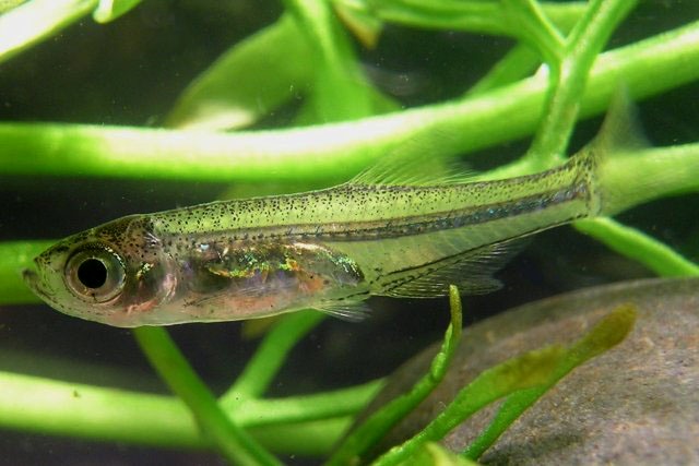 Body colouration depends on the angle and quality of light to an extent.