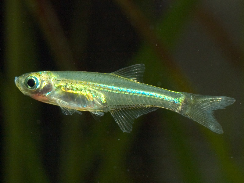 This species differs from the similar-looking M. kubotai by possession of more branched anal-fin rays.