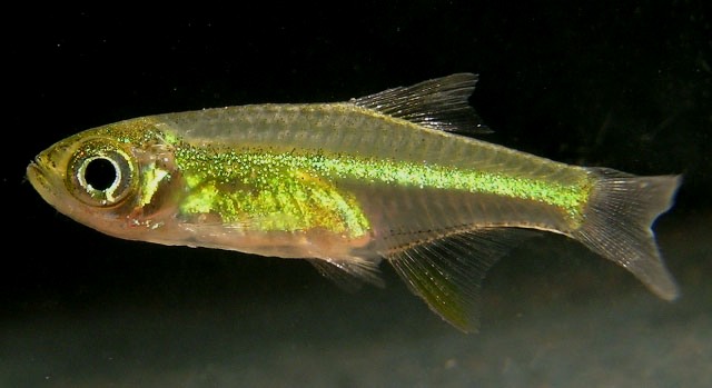 Subadult...