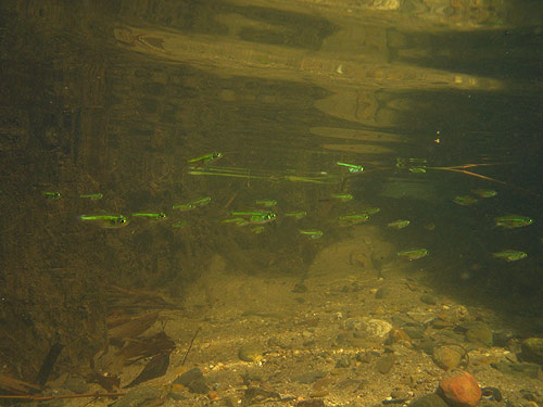 The population found in the Songgaria River, Kanchanaburi province, Thailand, was introduced by the family of a local merchant.