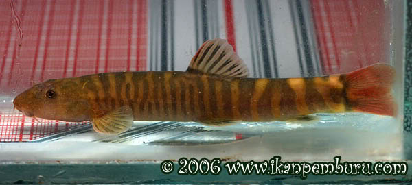 Adult male specimen from the Daying River, Hehua township, Tengchong County, Yunnan province, China.