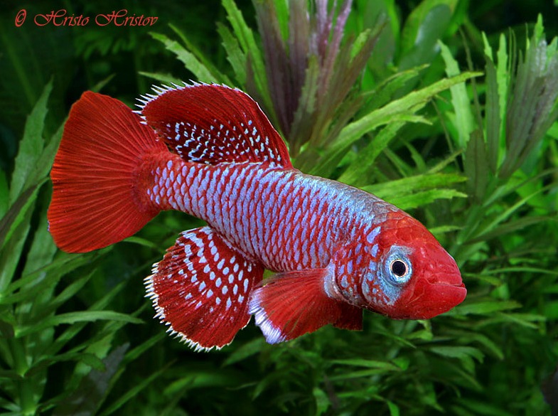 Captive-bred male individual of the 'Utete-TZ-97-55' population.