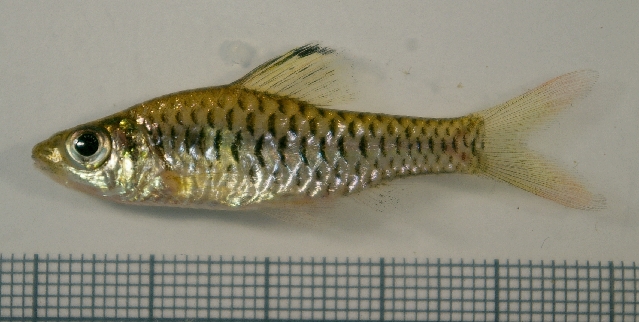 Specimen from the aquarium trade.