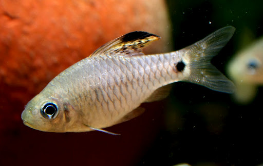 Another male.